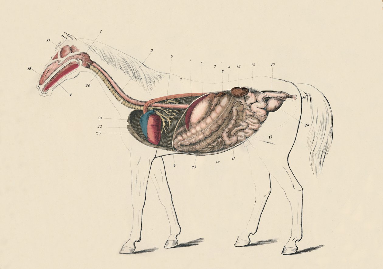 Atın Boyuna Kesiti, c1879. by Unbekannt