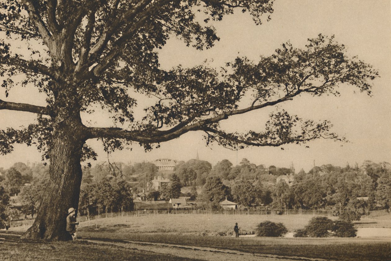 Caen Wood