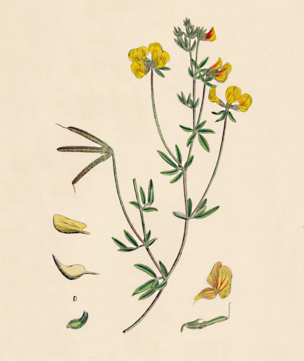 Lotus teni. İnce Kuş Ayaklı Trefoil, 19. Yüzyıl by Unbekannt