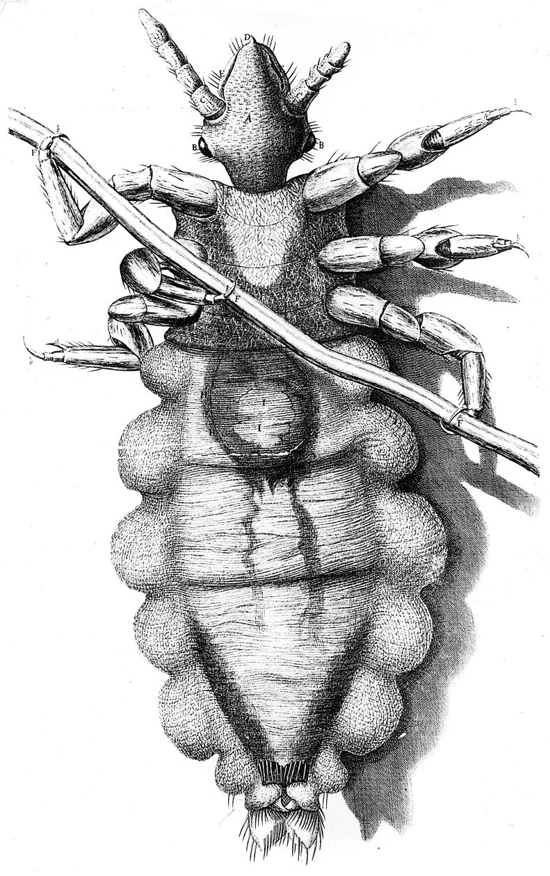 İnsan saçına yapışan bit, 1665 by Unbekannt