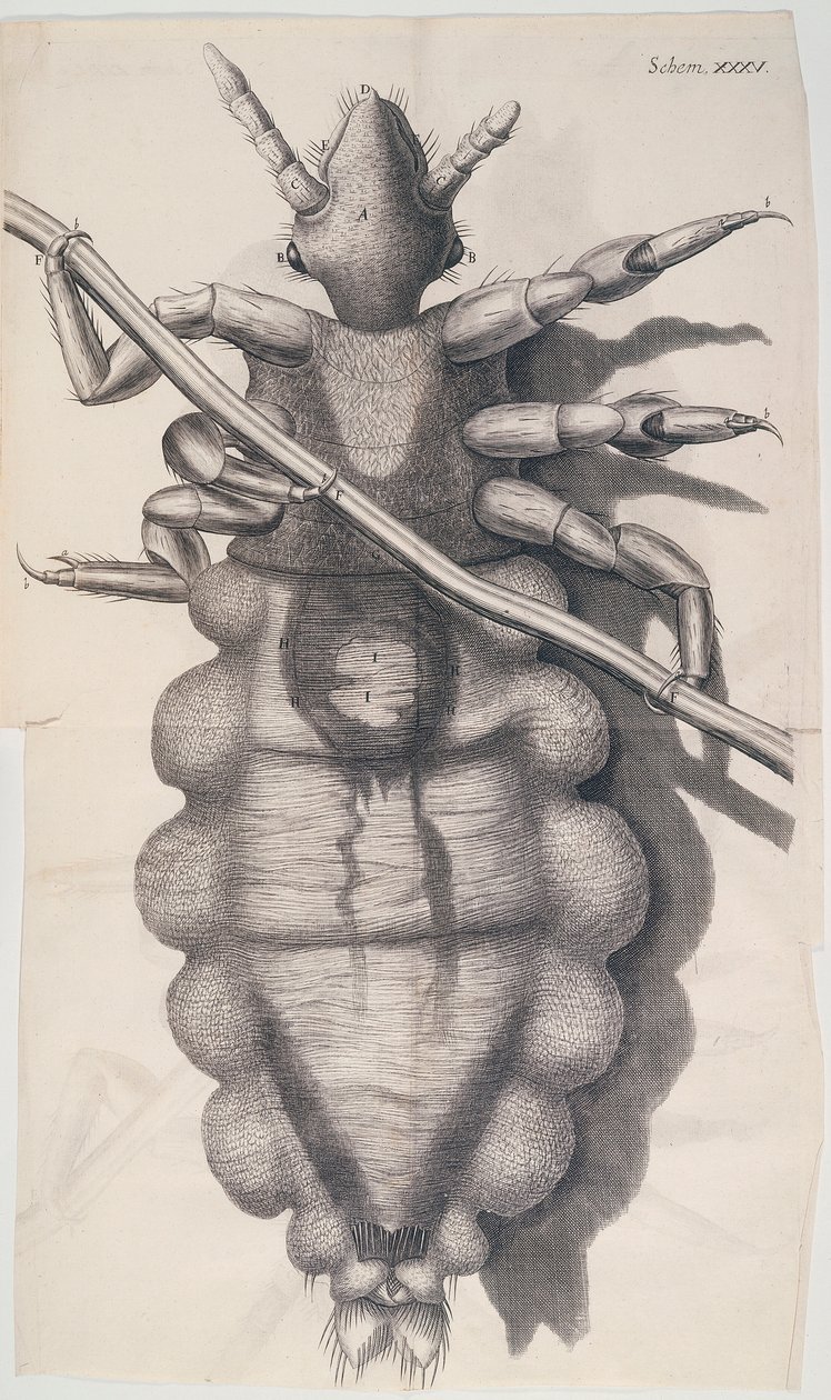 İnsan saçına yapışan bit, Hookes Micrographia, 1665 by Unbekannt