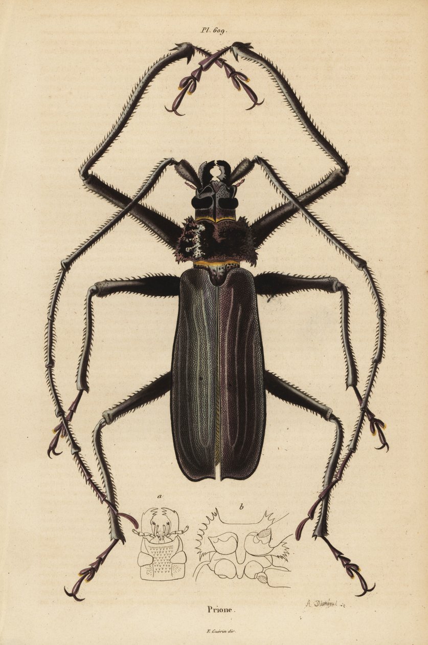 Macrotoma hayesii böceği by Unbekannt