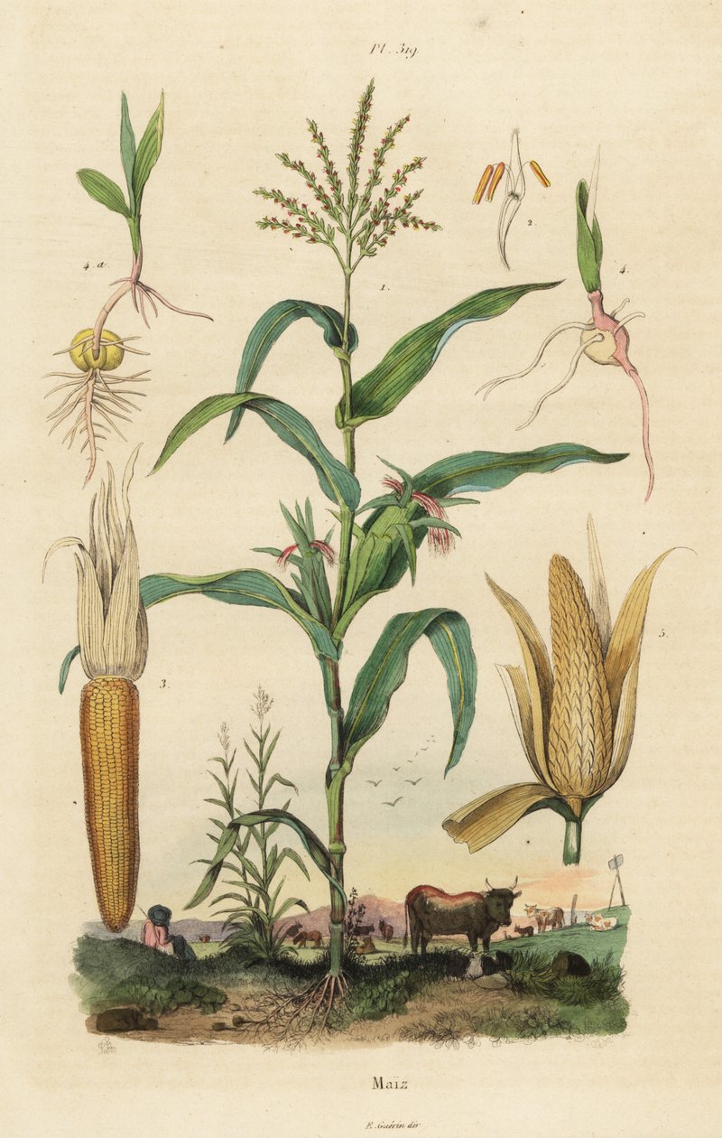 Mısır veya mısır, Zea mays by Unbekannt