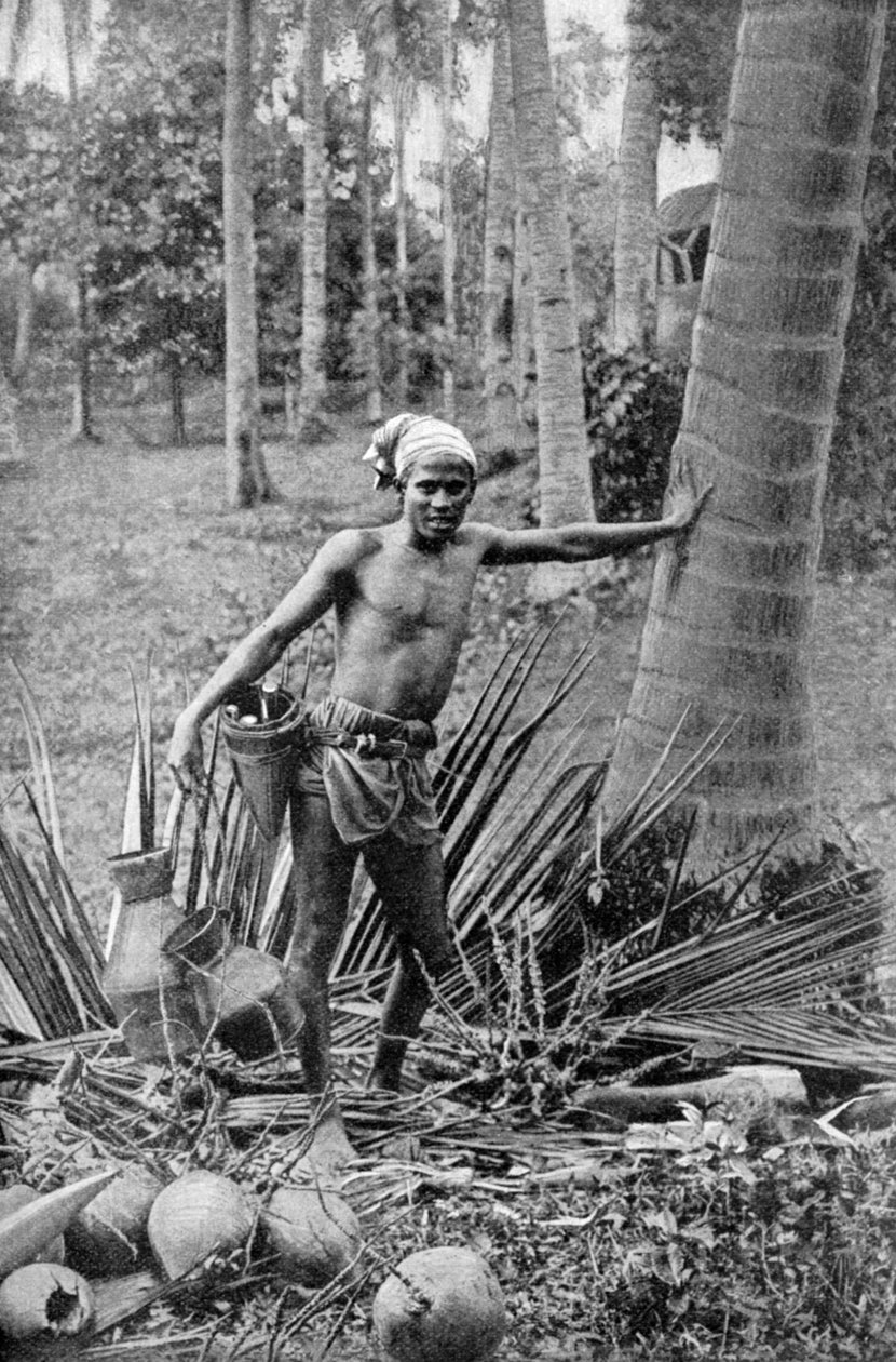 Malay, toddy ağacının tatlı şarabını toplarken, 1922 by Unbekannt