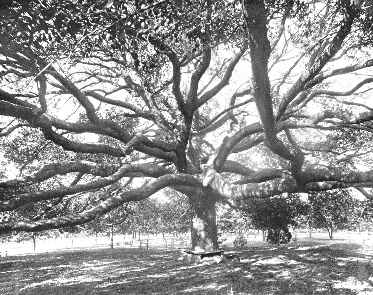 Mammoth Live Oak, Jacksonville yakınlarında, Florida, ABD, c1900. by Unbekannt
