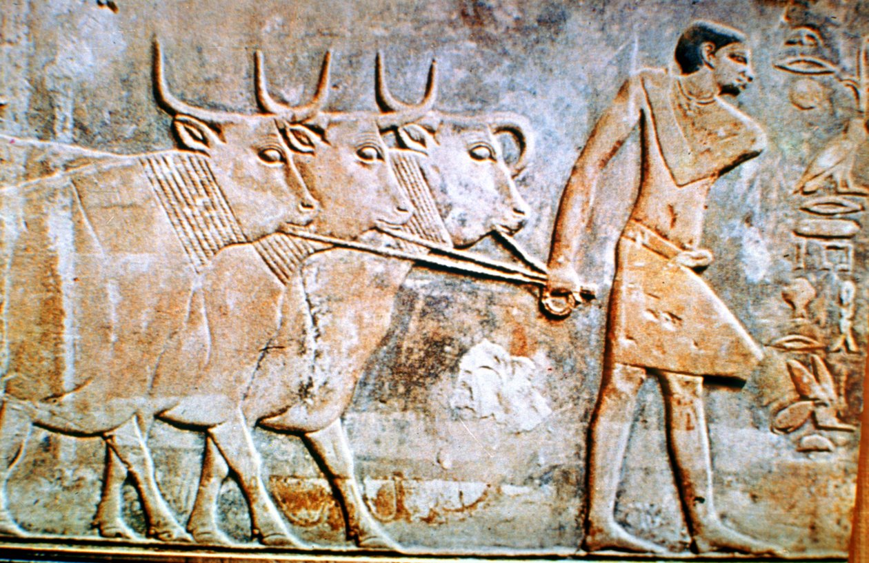 Sığırları yöneten adam, Ptahhotep Mezarı