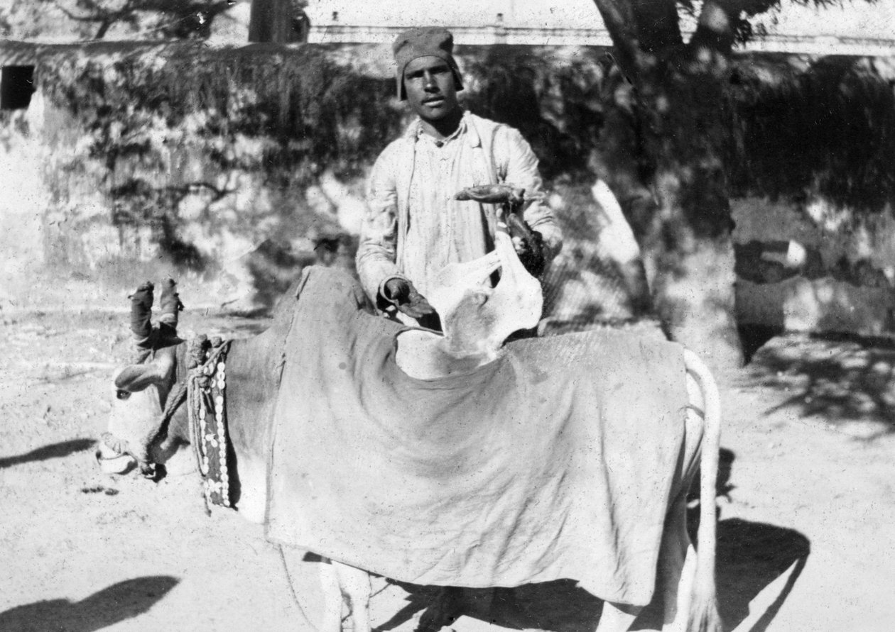 Deforme olmuş bir ineği olan adam, Hindistan, 1916-1917 by Unbekannt