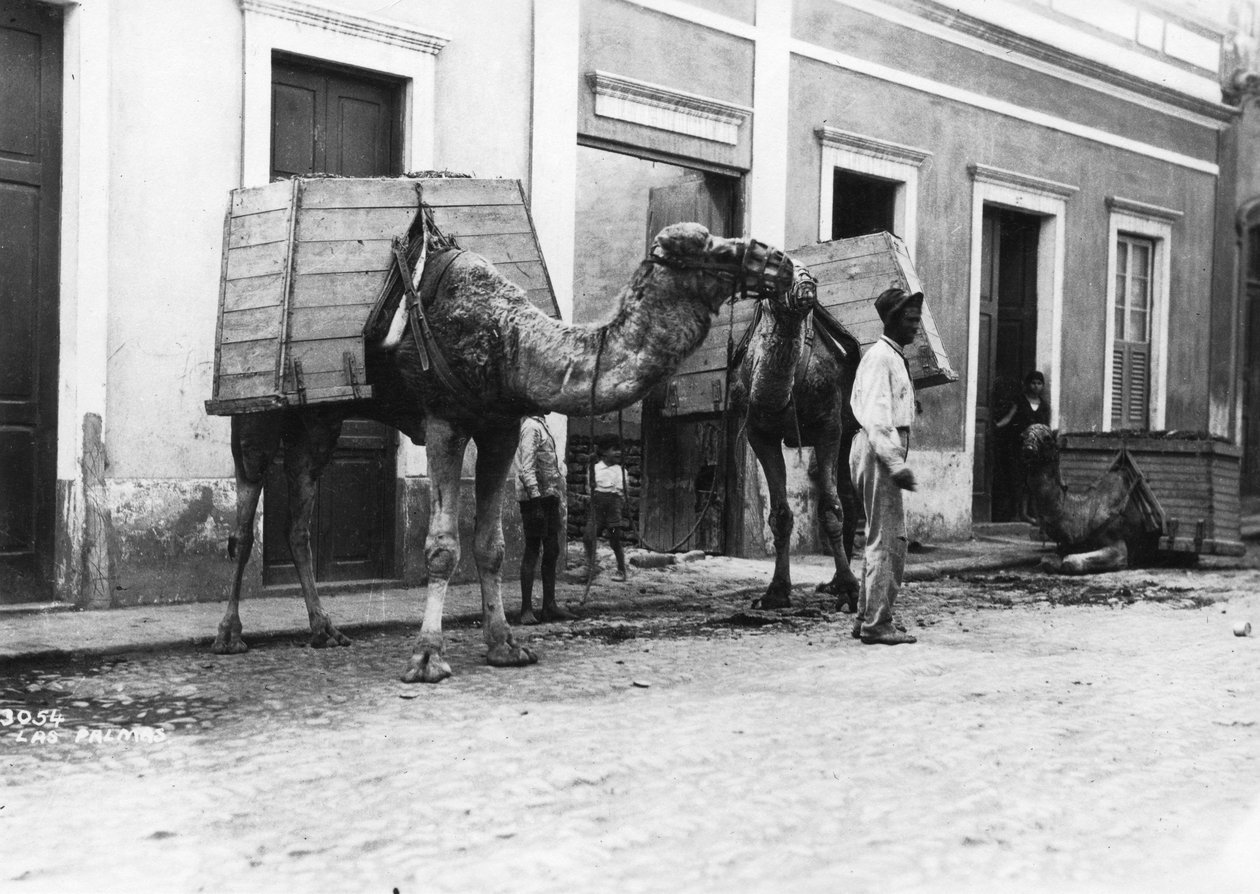Develi adam, Las Palmas, Gran Canaria, Kanarya Adaları, İspanya, c1920s-c1930s by Unbekannt
