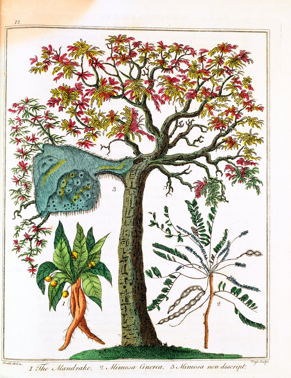 Mandrake, Hassas Bitki ve Akasya, c1795 by Unbekannt