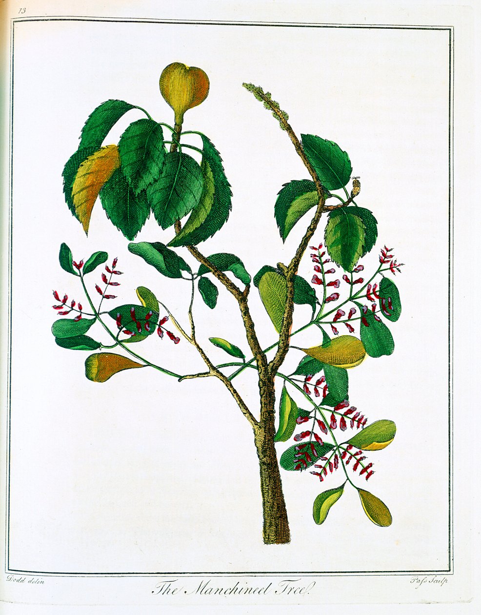 Manicheel ağacı Hippomane mancinella veya Poison Guava, c1795 by Unbekannt