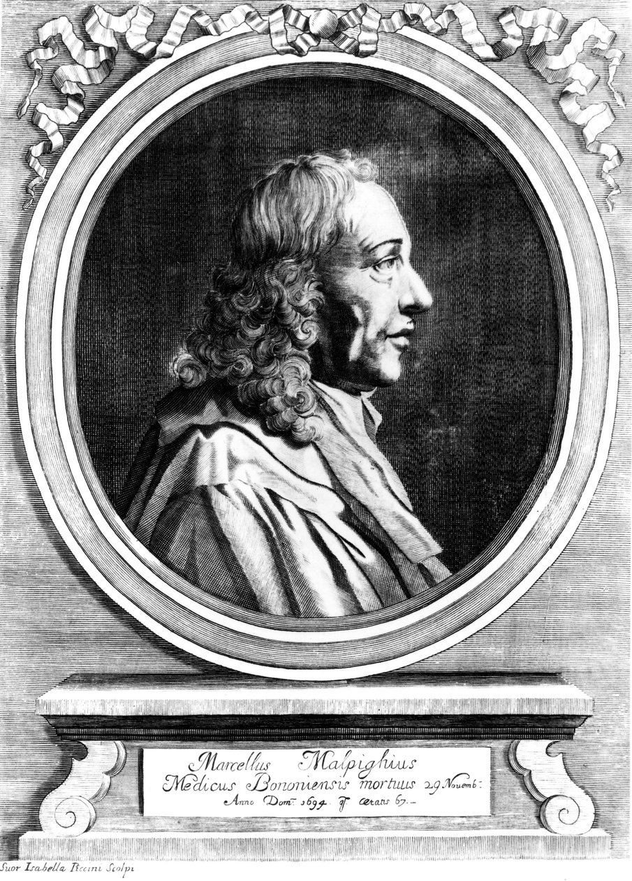Marcello Malpighi, İtalyan tıp öncüsü, c 1870 by Unbekannt