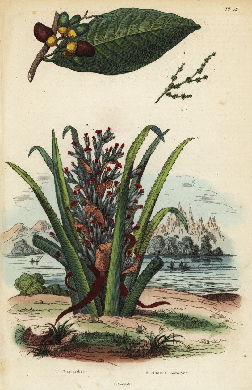 İşaretleme somunu, Semecarpus anacardium 1 ve penguen veya pinuela meyvesi, Bromelia pinguin 2 by Unbekannt