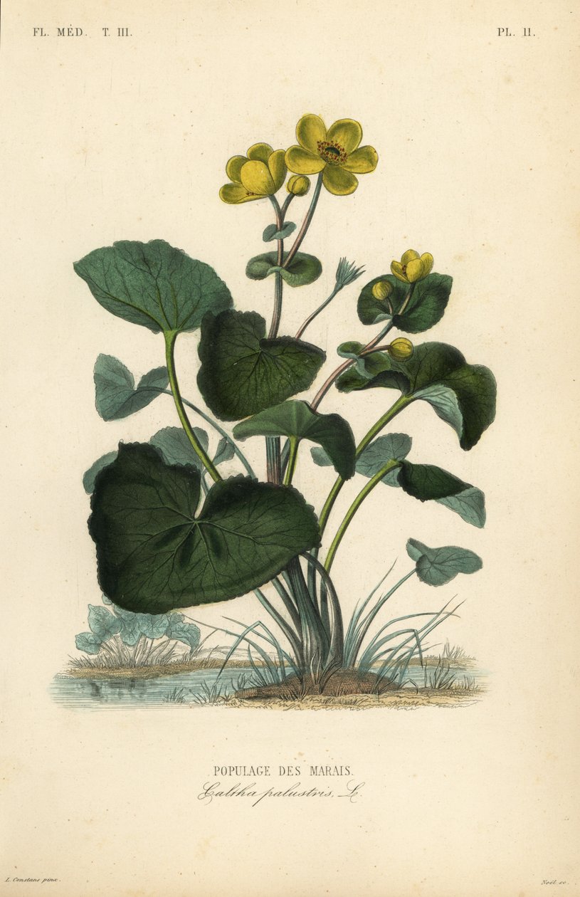 Marsh kadife çiçeği veya kral kupası, Caltha palustris, Populage des marais by Unbekannt
