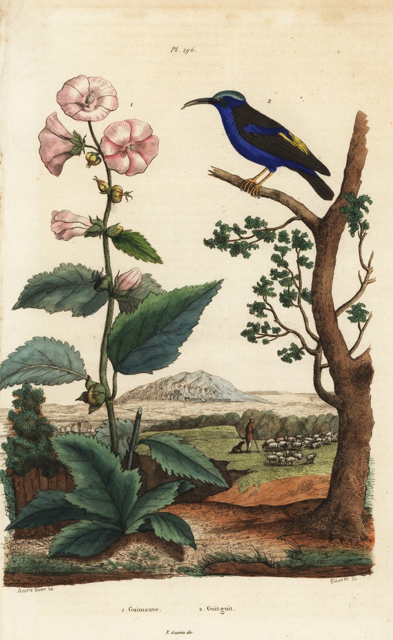 Hatmi, Althaea officinalis 1 ve mor yaban arısı, Cyanerpes caeruleus 2 by Unbekannt
