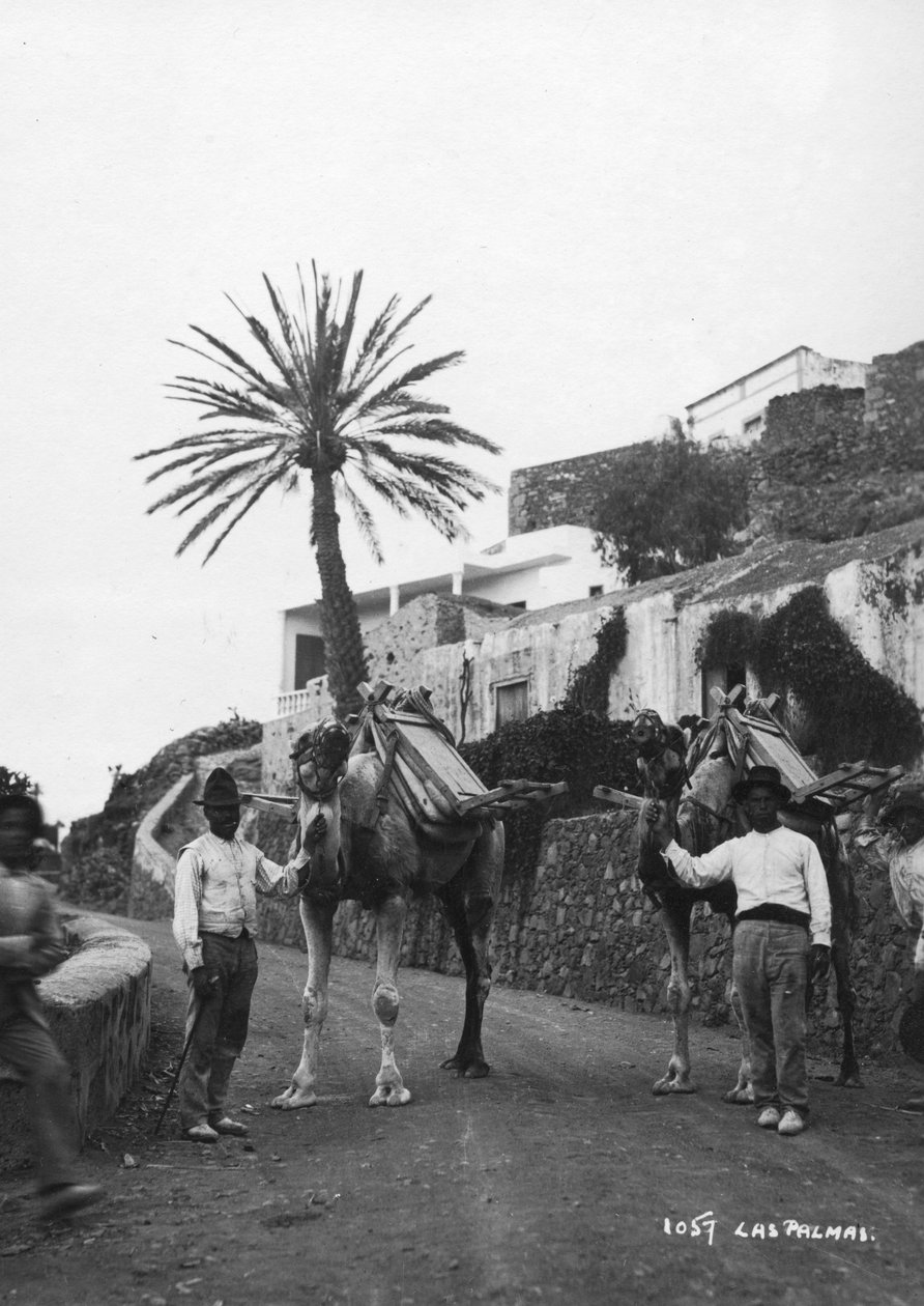 Develi erkekler, Las Palmas, Gran Canaria, Kanarya Adaları, İspanya, c1920s-c1930s by Unbekannt