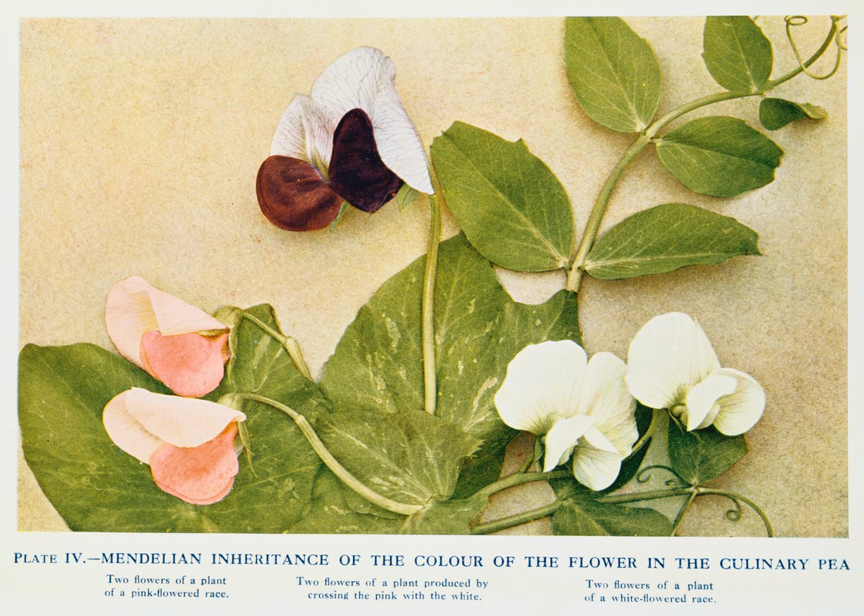 Mutfak bezelyesinde çiçek renginin Mendel mirası, 1912 by Unbekannt