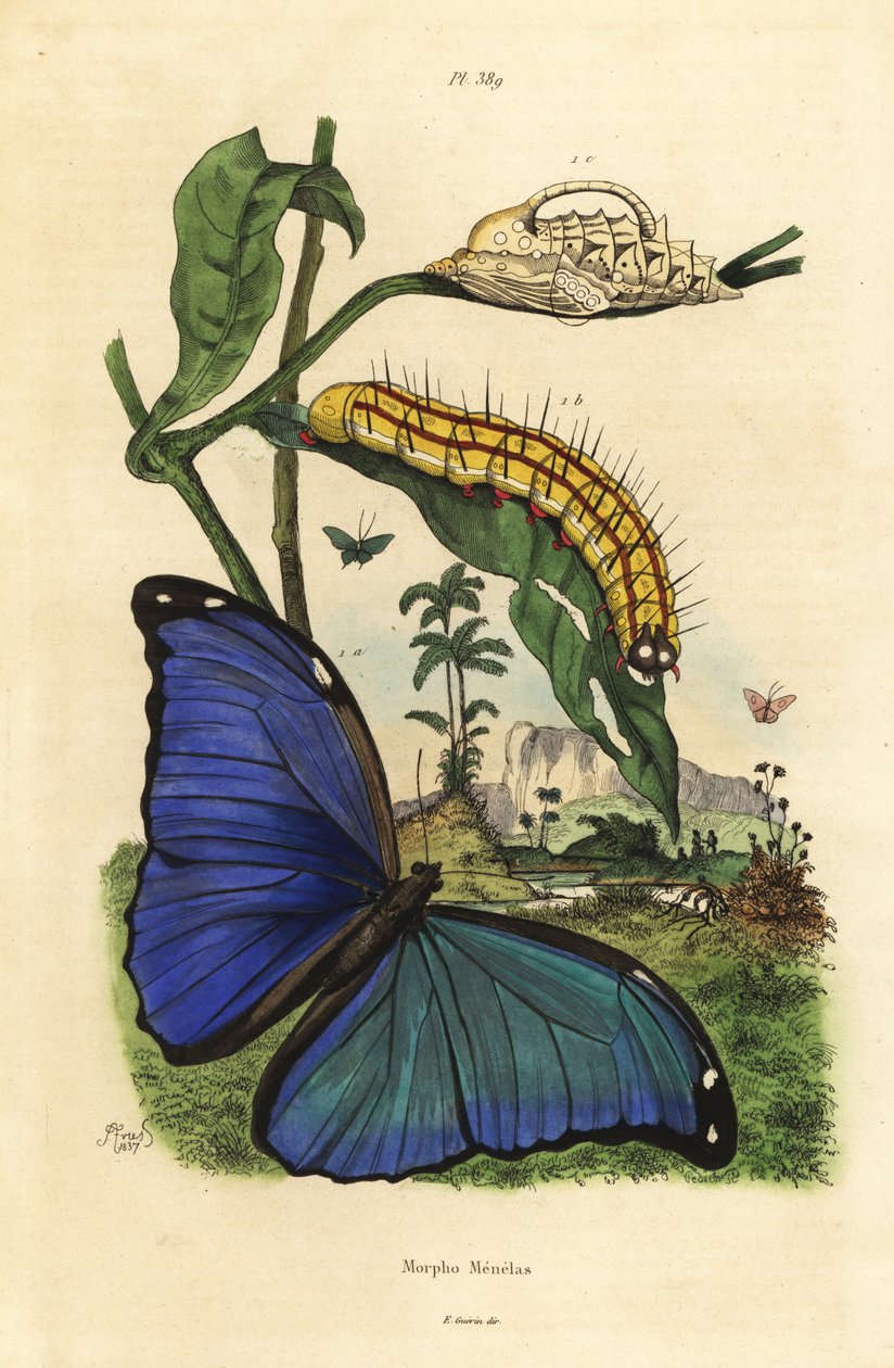 Menelaus mavi morfo kelebeği, Morpho menelaus, tırtıl ve pupa by Unbekannt