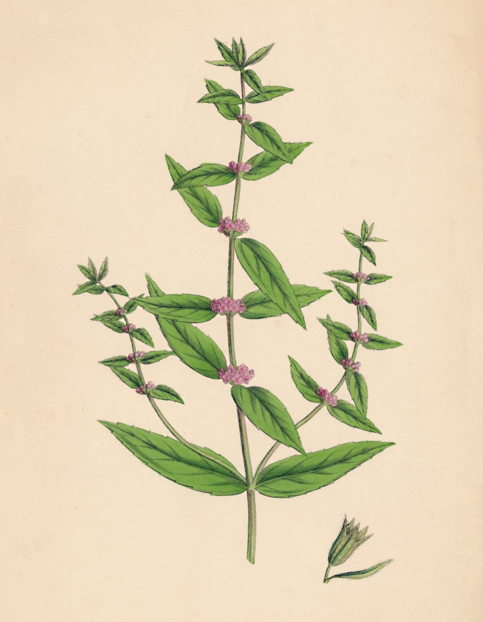 Mentha gracilis, var. genuina. İnce Nane, 19. Yüzyıl by Unbekannt
