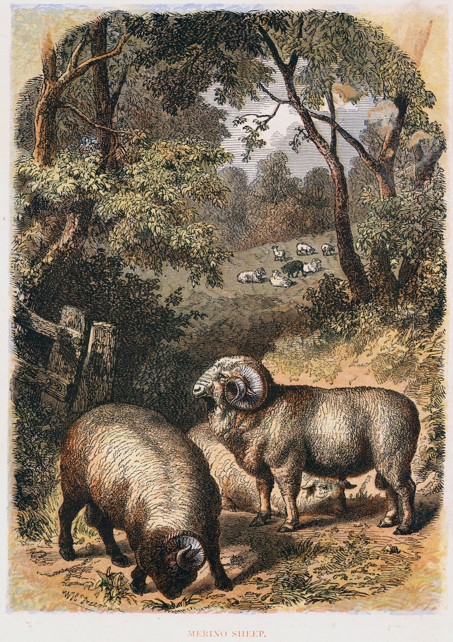 Merinos koyunu, c1860 by Unbekannt