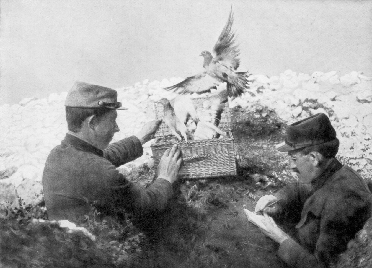Ön cephede serbest bırakılan haberci güvercinler, I. Dünya Savaşı, 1915 by Unbekannt