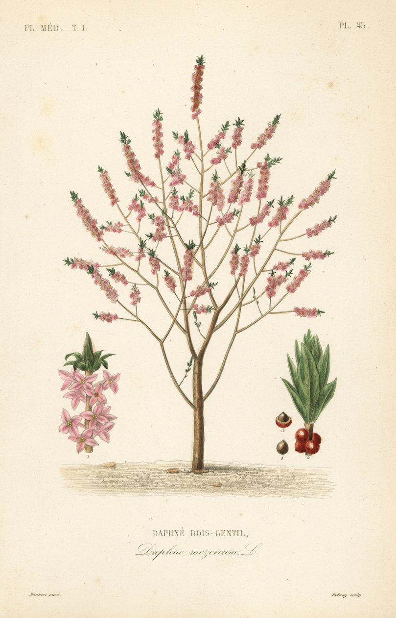 Mezereon veya sütleğen defnesi, Daphne mezereum, Daphne bois-gentil by Unbekannt