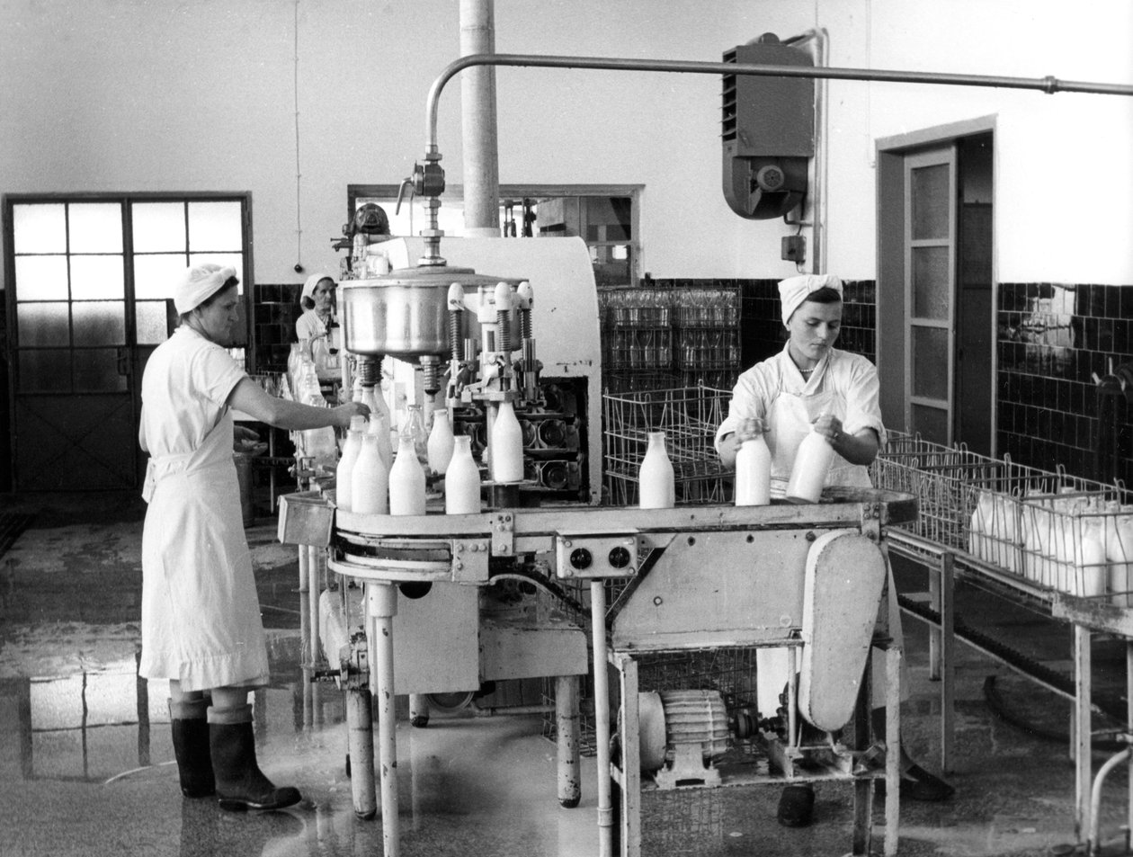 Süt üretimi, Zagreb, Yugoslavya, 1952 by Unbekannt