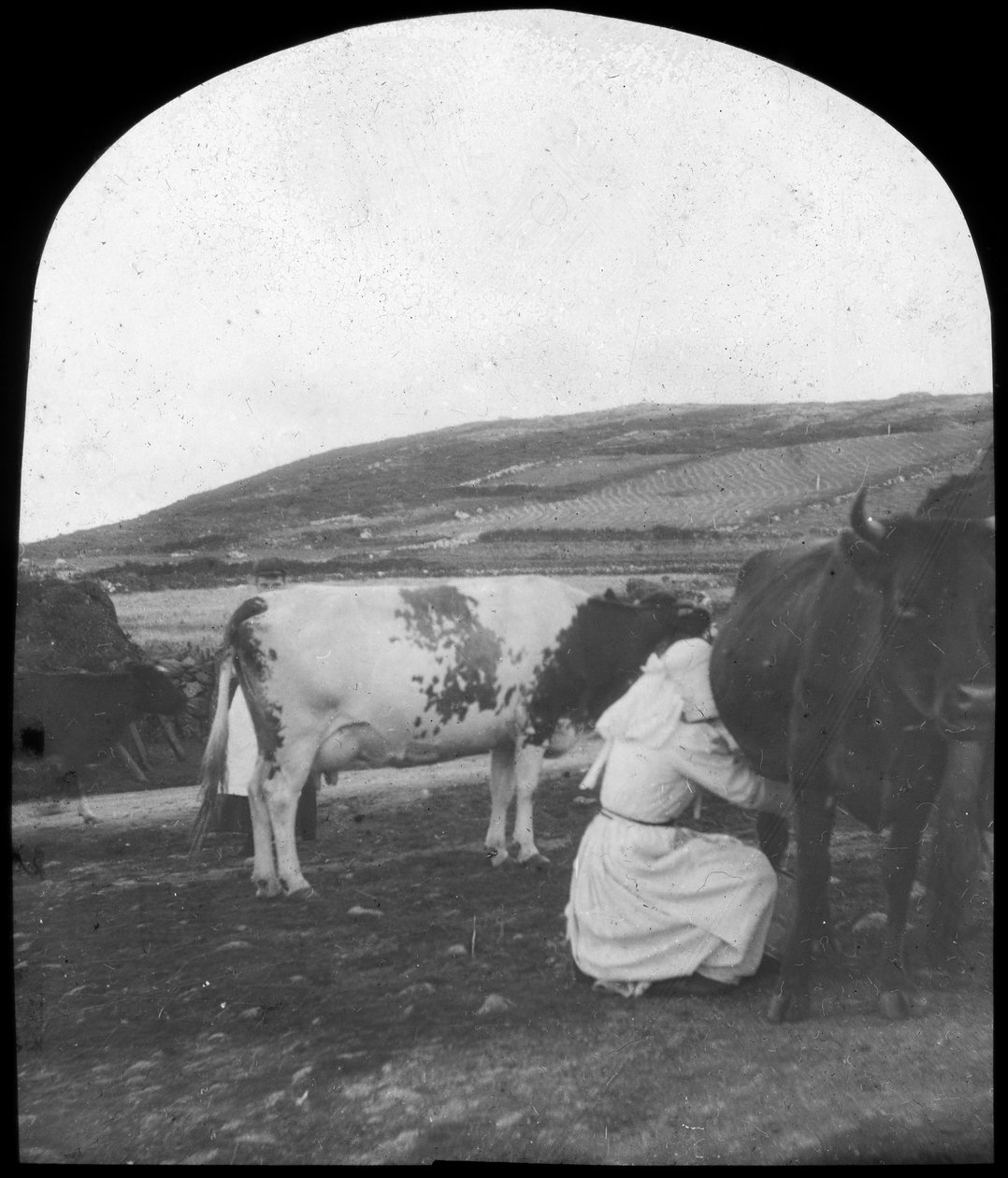 Sağım, 19. yüzyılın sonları veya 20. yüzyılın başlarında by Unbekannt