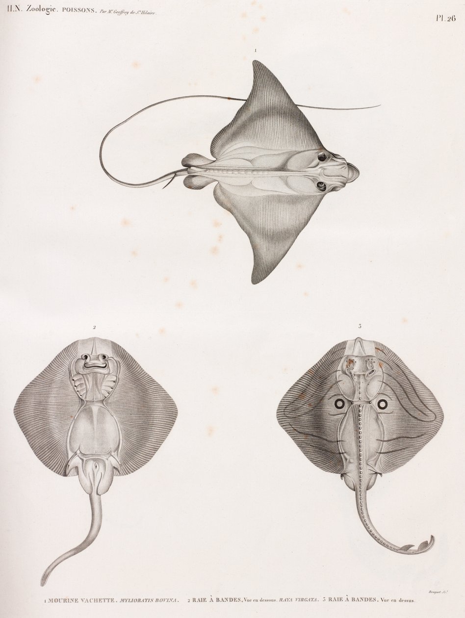 Mourine Dana Derisi ve Çizgili Ray by Unbekannt