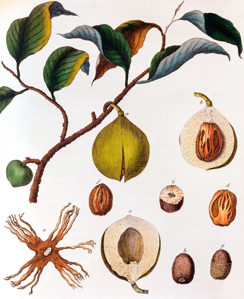 Myristica fragrans - hindistan cevizi, c1798 by Unbekannt