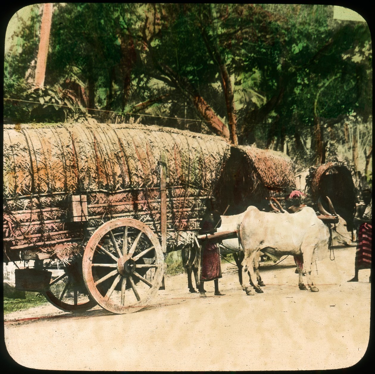 Yerli öküz arabası, Seylan, 19. yüzyılın sonları veya 20. yüzyılın başlarında by Unbekannt