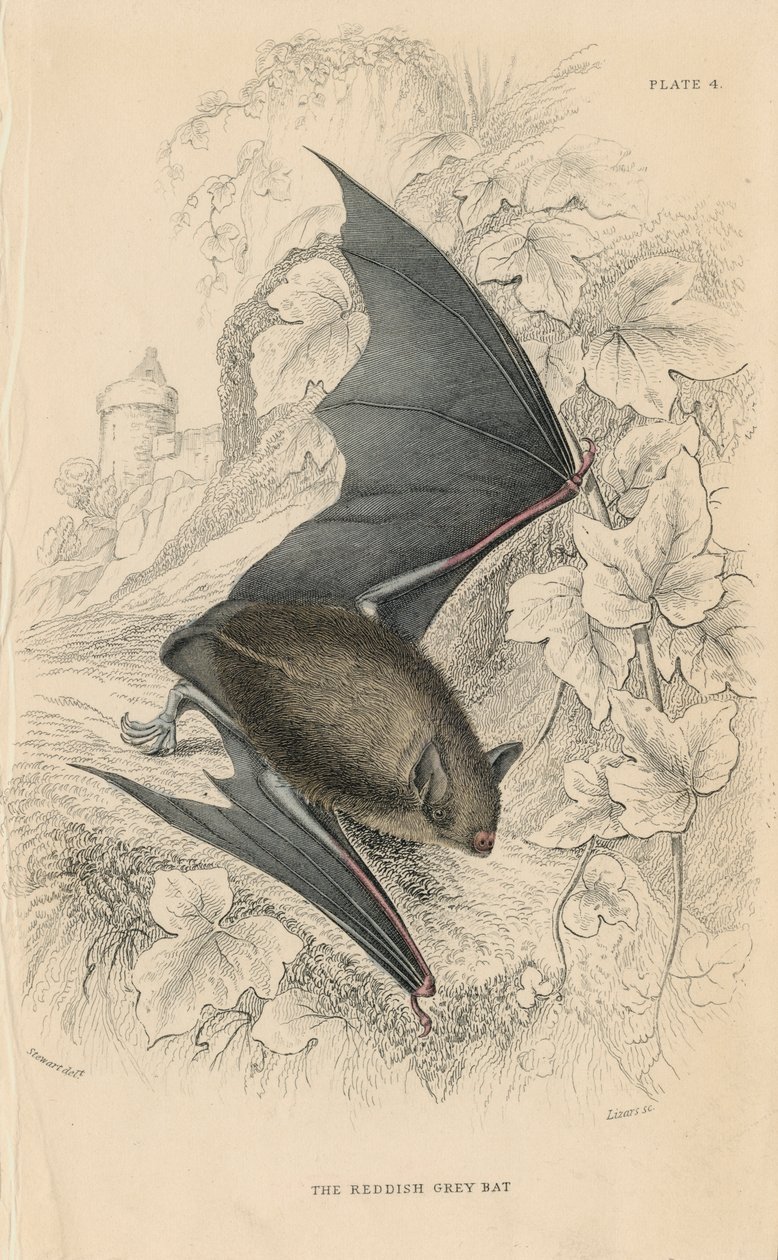 Natterers yarasa Myotis nattereri, 1828 by Unbekannt