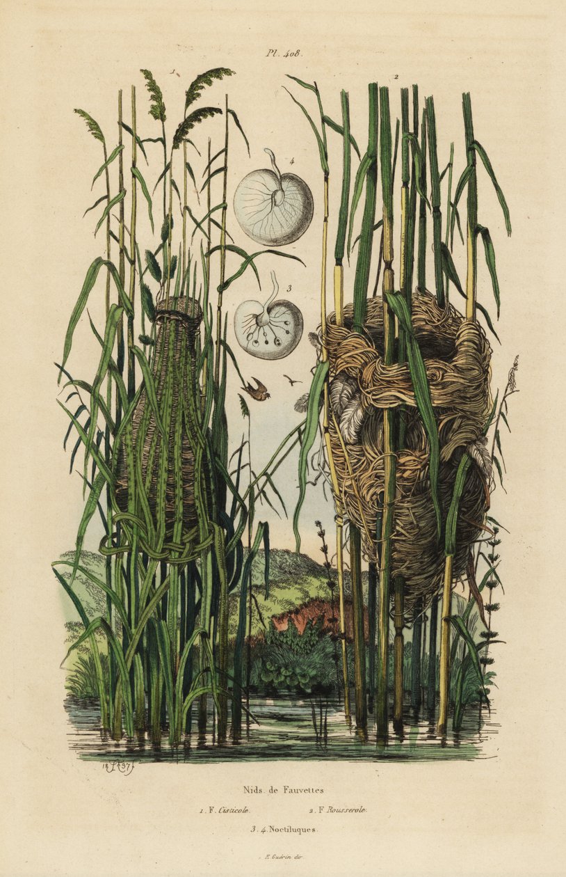 Çizgili kuyruklu ötleğen Cisticola juncidis ve kamış ötleğen Acrocephalus scirpaceus