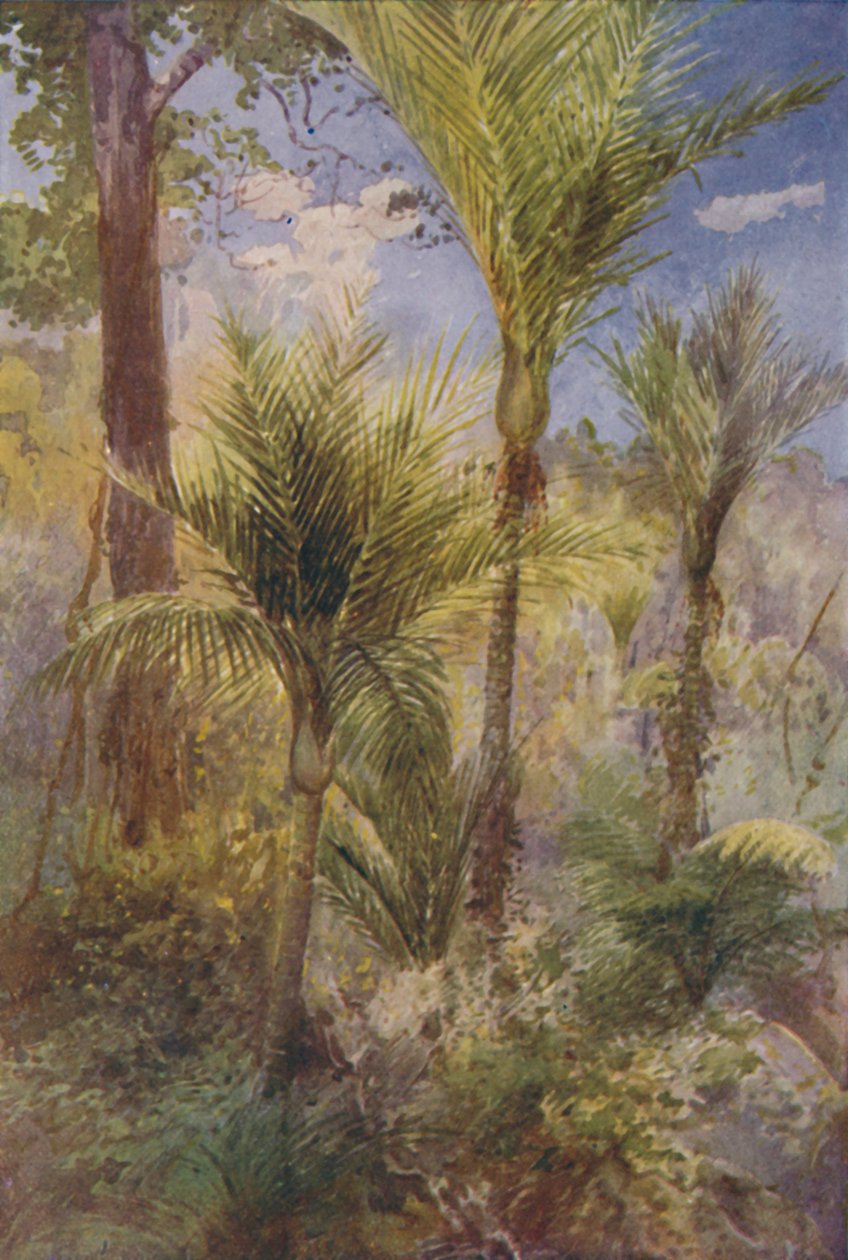 Yeni Zelanda Ormanı, 1924 by Unbekannt