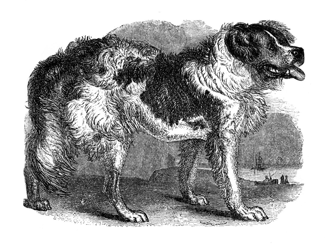 Newfoundland köpeği, 1848 by Unbekannt