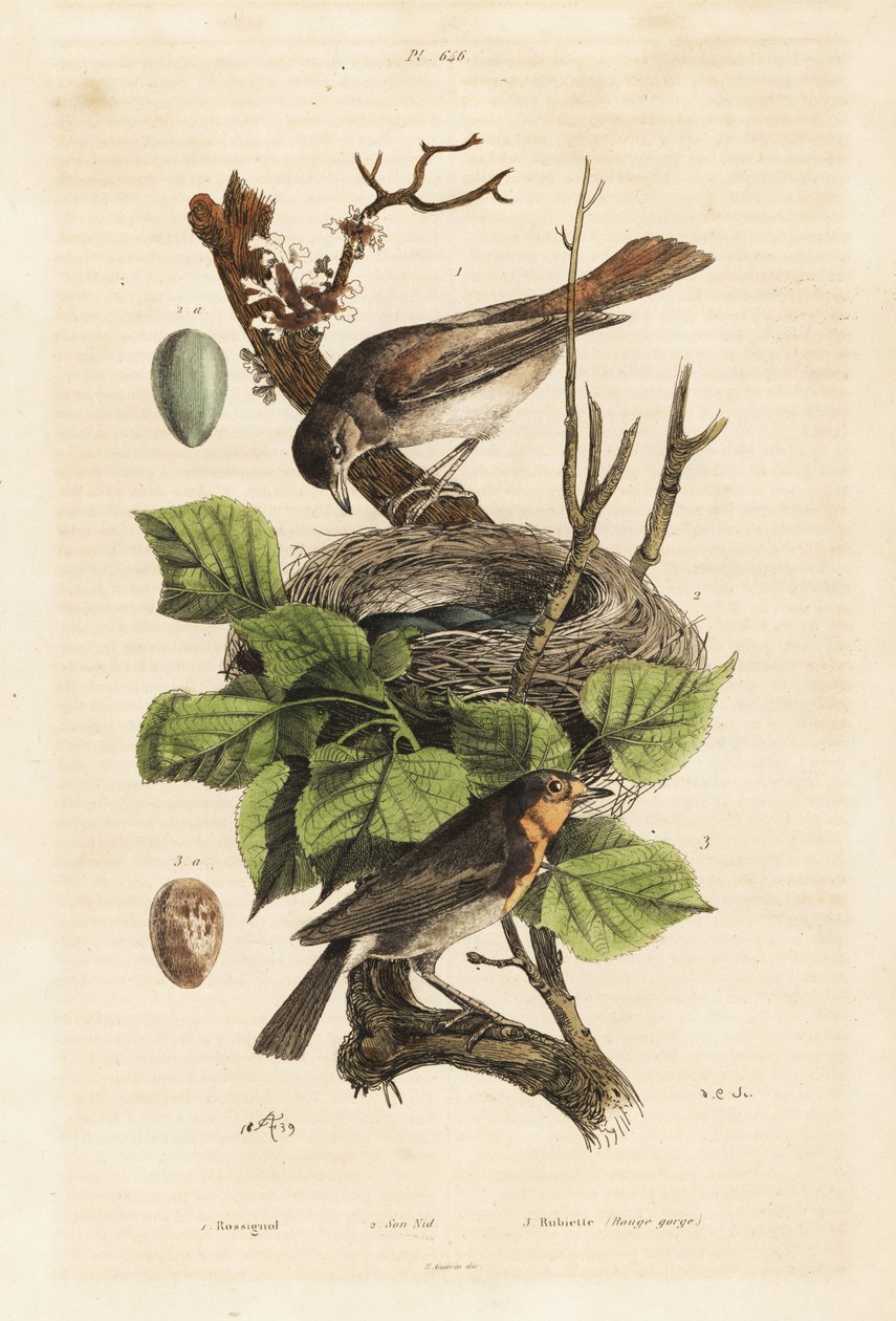 Bülbül, yuva ve yumurta, Luscinia megarhynchos ve Avrupa kızılgerdanı, yumurta, Erithacus rubecula by Unbekannt