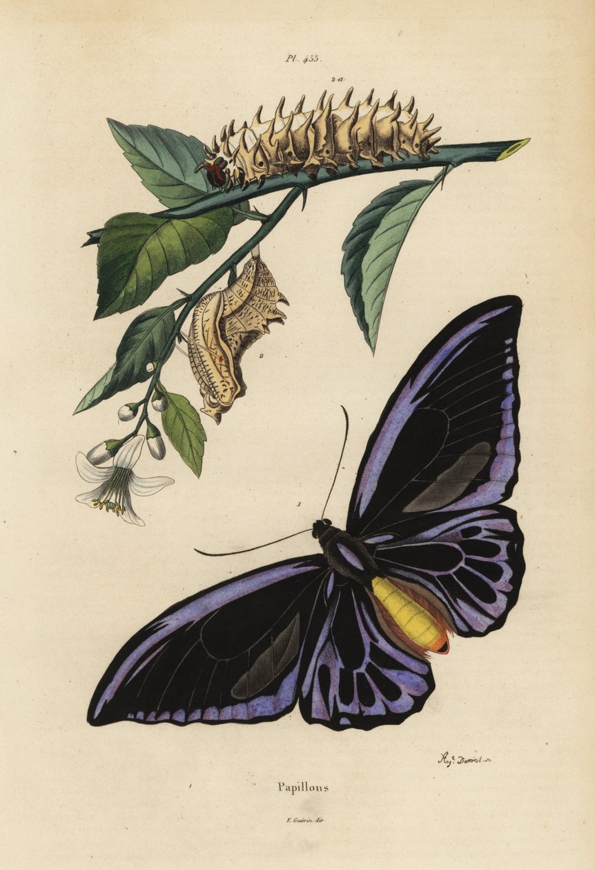 Kuzey kuş kanadı, Ornithoptera priamus urvillianus 1 ve ortak kuş kanadı Troides helena