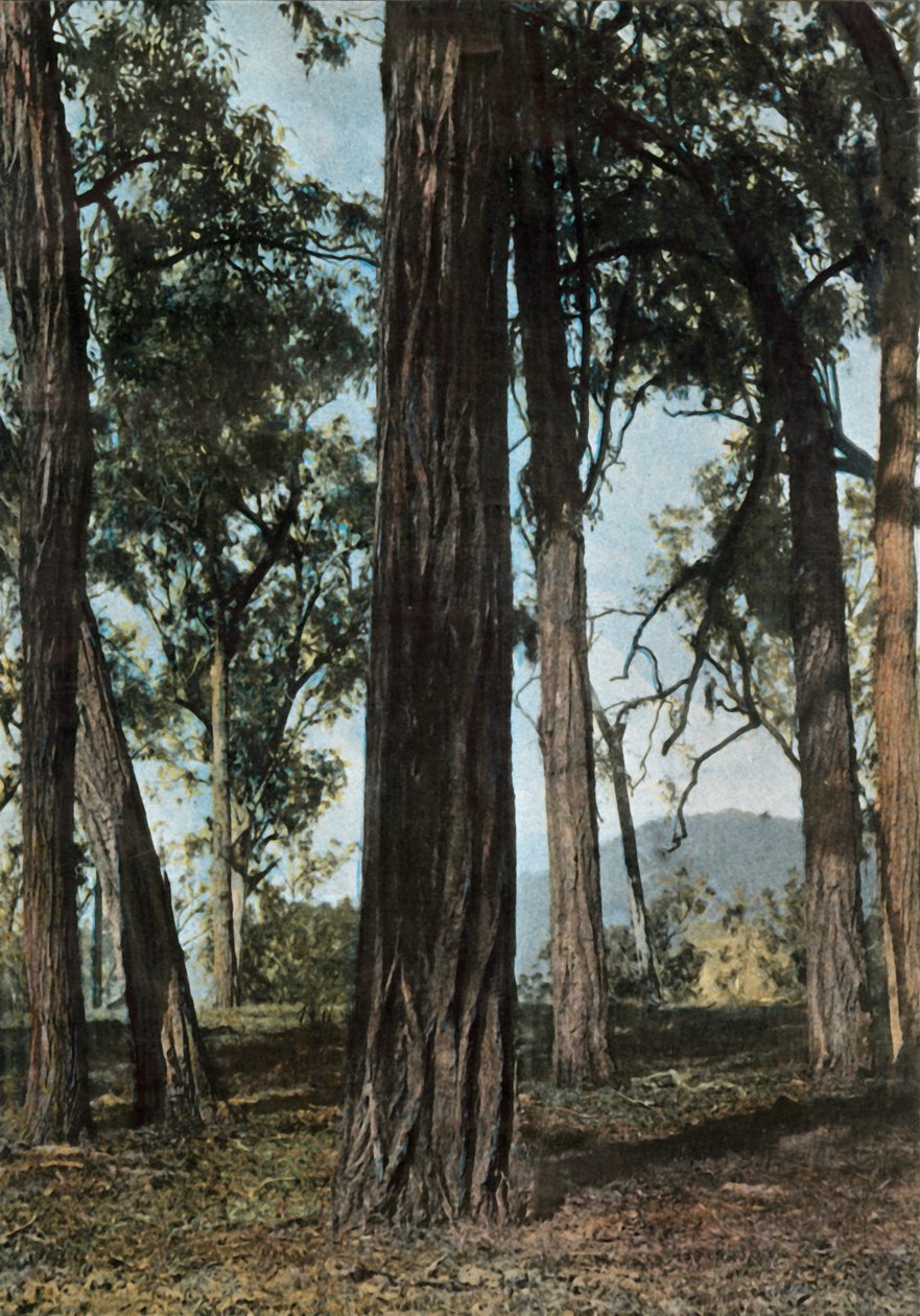 Yeni Gine. Le Bois De Fer, Papua Yeni Gine - Ironwood Ağaçları, 1900. by Unbekannt