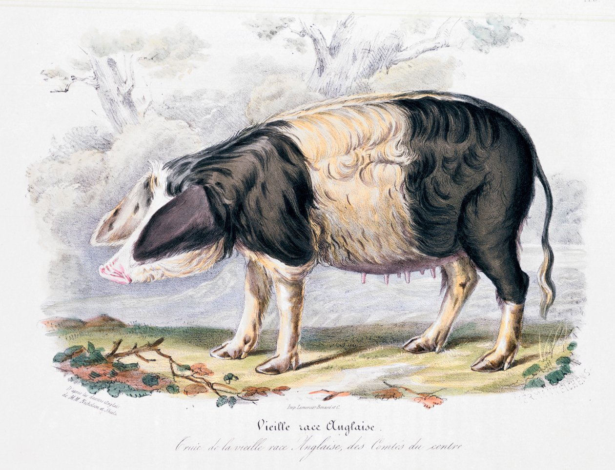 Eski İngiliz domuz cinsi, 1842 by Unbekannt