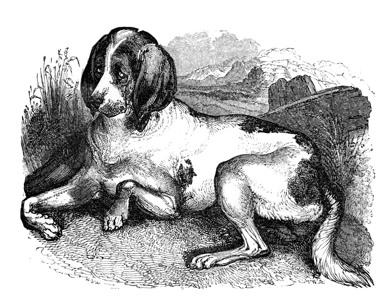 Eski İngiliz tazısı, 1848 by Unbekannt