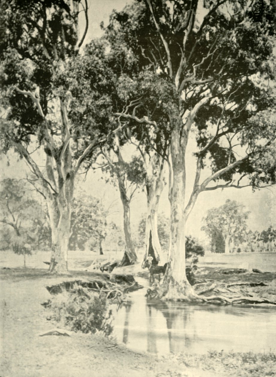 Old Gums, Crawford Dağı, Güney Avustralya, 1901. by Unbekannt