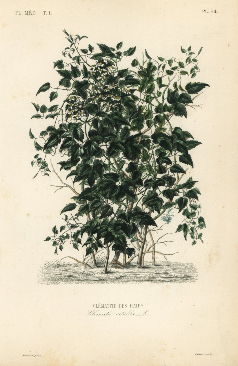 Yaşlı adamın sakalı ve yolcunun neşesi, Clematis vitalba, Clematite des haies by Unbekannt