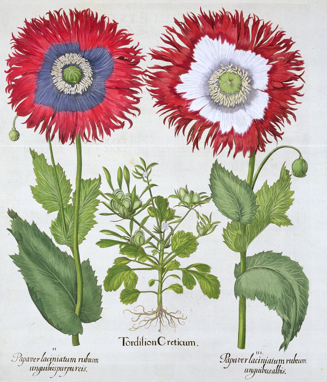 Süs haşhaşları, 1613 by Unbekannt