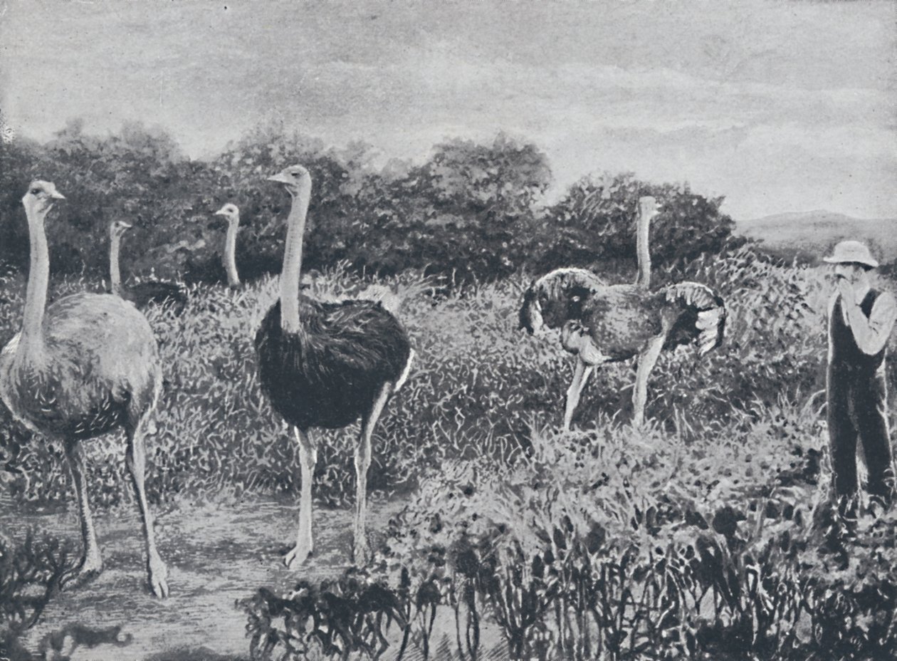 Devekuşları, 1924 by Unbekannt