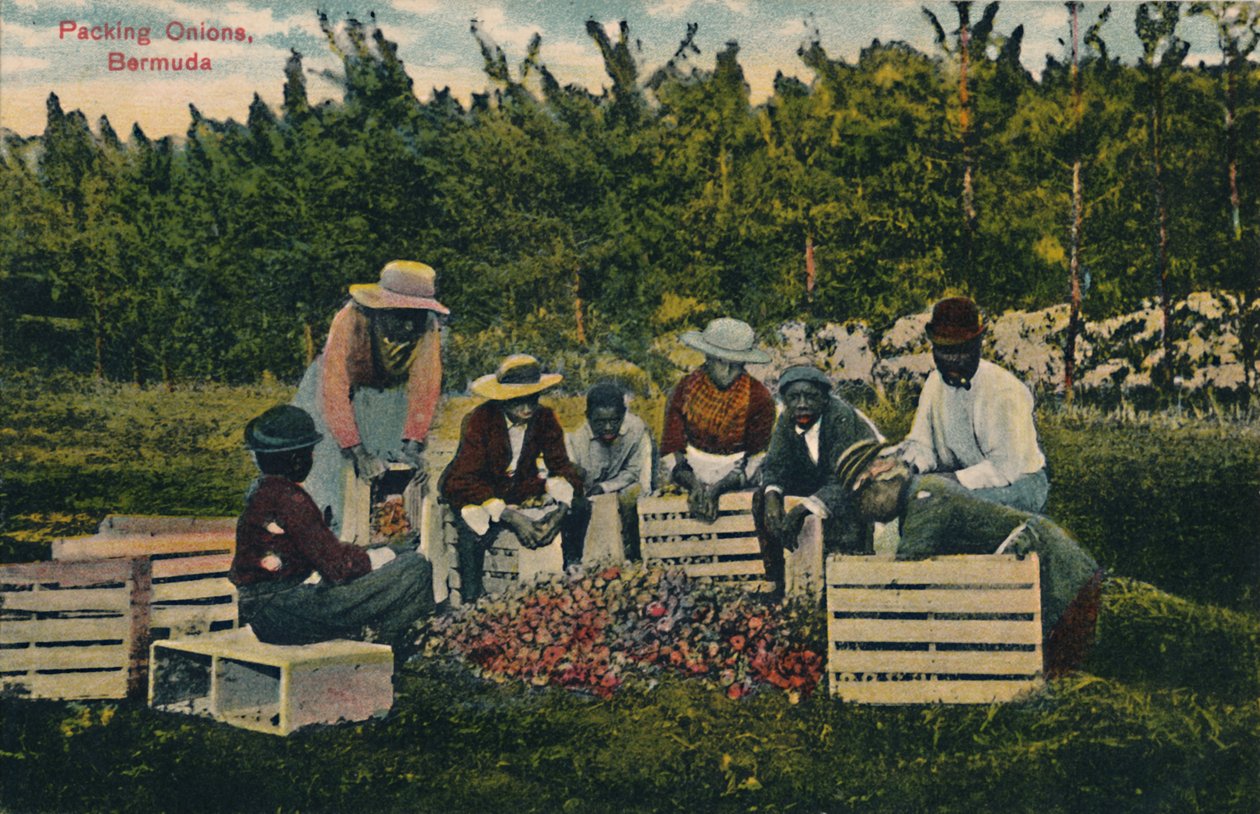 Soğan Paketleme, Bermuda, 20. yüzyılın başları. by Unbekannt