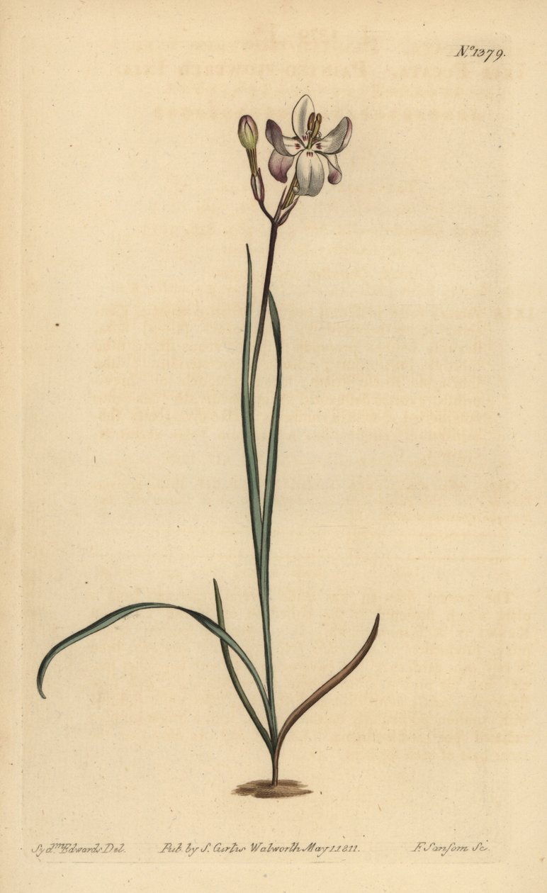 Boyalı çiçekli ixia, Ixia fucata by Unbekannt