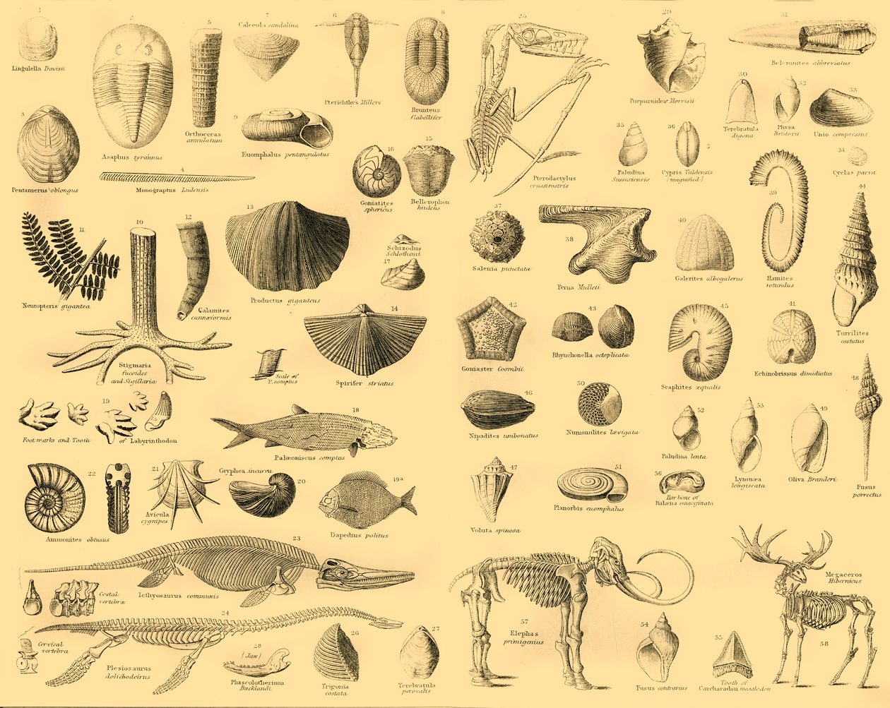 Paleontoloji, c1910. by Unbekannt