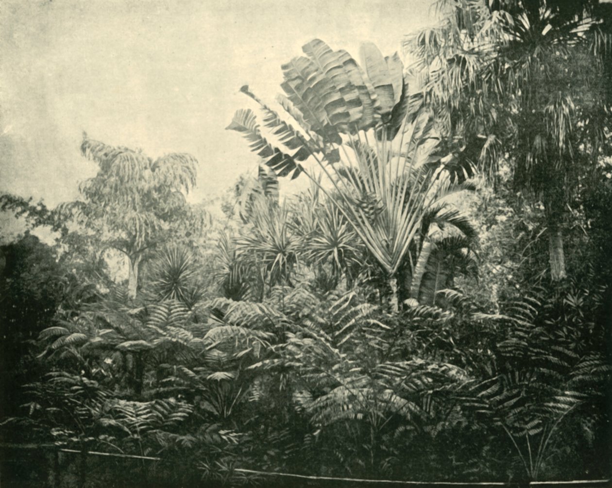 Palm ve Fern Adası, Botanik Bahçeleri, Brisbane, 1901. by Unbekannt