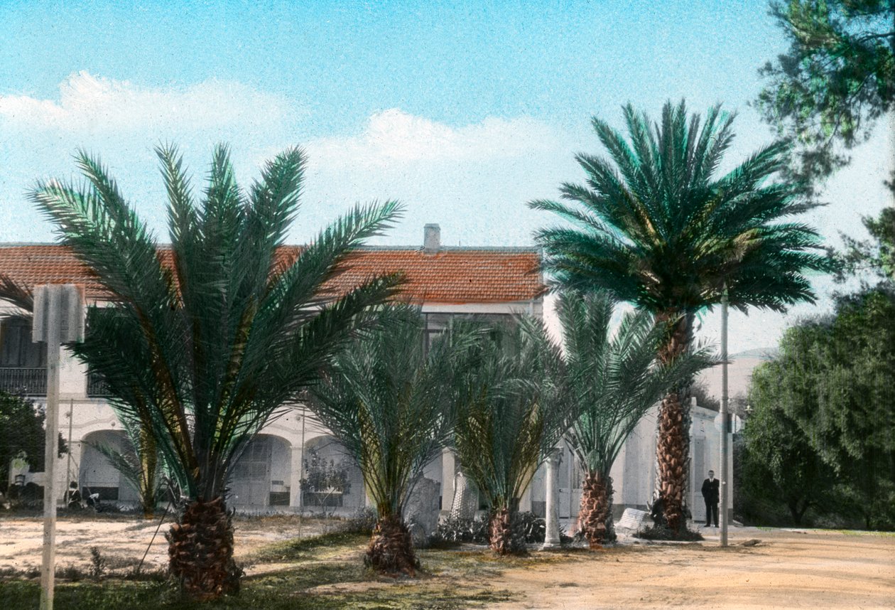 Palmiye ağaçları, Hammam Meskoutine, Cezayir by Unbekannt