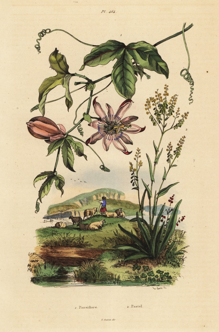 Çarkıfelek, Passiflora uraniae 1 ve boyacı bitkisi, Isatis tinctoria 2 by Unbekannt