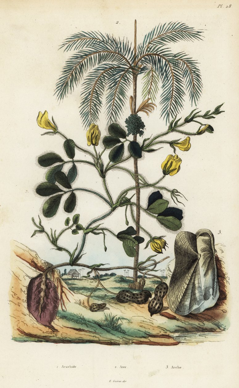 Fıstık veya yerfıstığı bitkisi, Arachis hypogaea 1, areca nut palm, Areca catechu 2 ve çift kabuklu yumuşakça Arca semi-torta, Trisidos semitorta 3 by Unbekannt